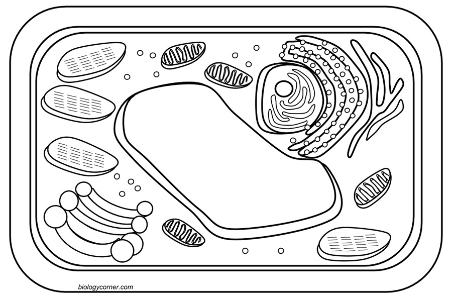 Plant Cell Coloring Sheet Answer Key
 Plant Cell Coloring