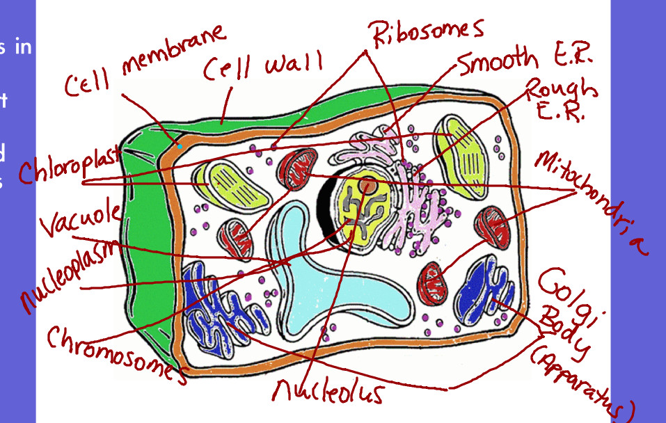 Plant Cell Coloring Sheet Answer Key
 Plant Cell Coloring Worksheet Key The best worksheets