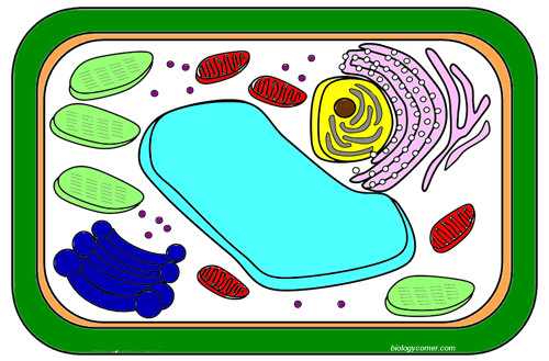 Plant Cell Coloring Sheet Answer Key
 Color a Typical Plant Cell