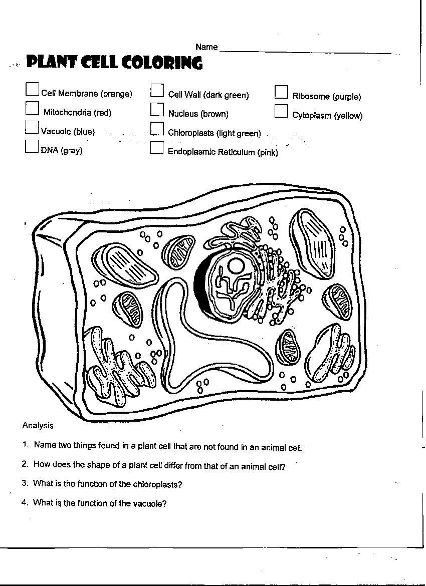 Plant Cell Coloring Sheet Answer Key
 Plant Cell coloring Diagram Worksheet Answers