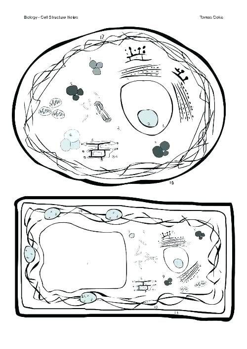 Plant Cell Coloring Sheet Answer Key
 Animal And Plant Cell Coloring Pages Membrane Worksheet