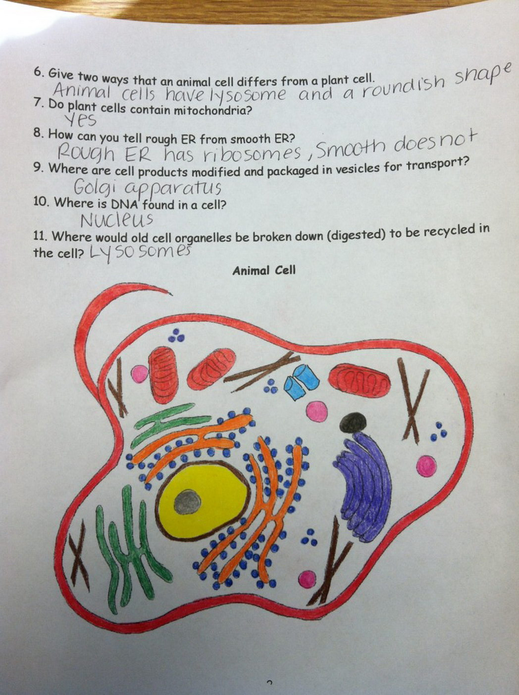 Plant Cell Coloring Sheet Answer Key
 animal cell answer key page Coloring Pages for