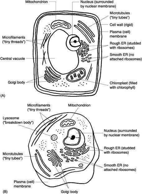 Plant Cell Coloring Sheet Answer Key
 Cell Worksheet