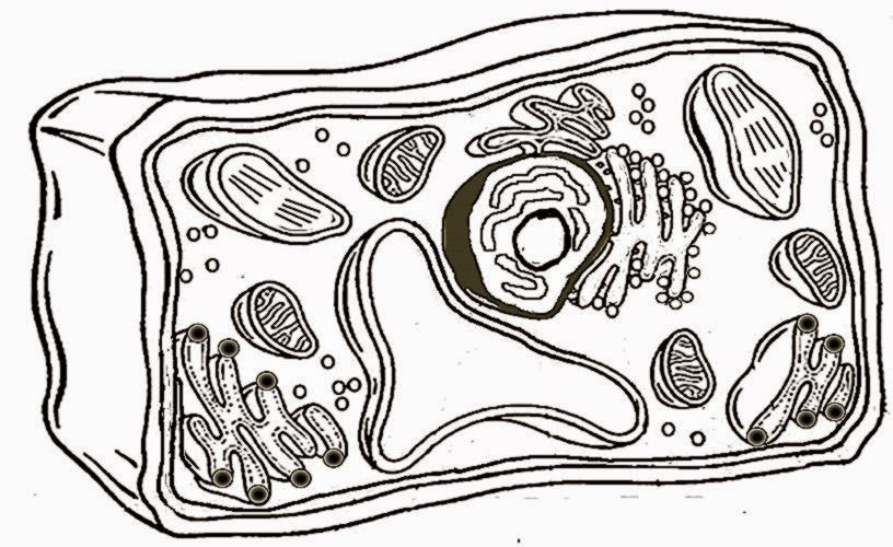 Plant Cell Coloring Sheet Answer Key
 Plant Cell Coloring Sheet