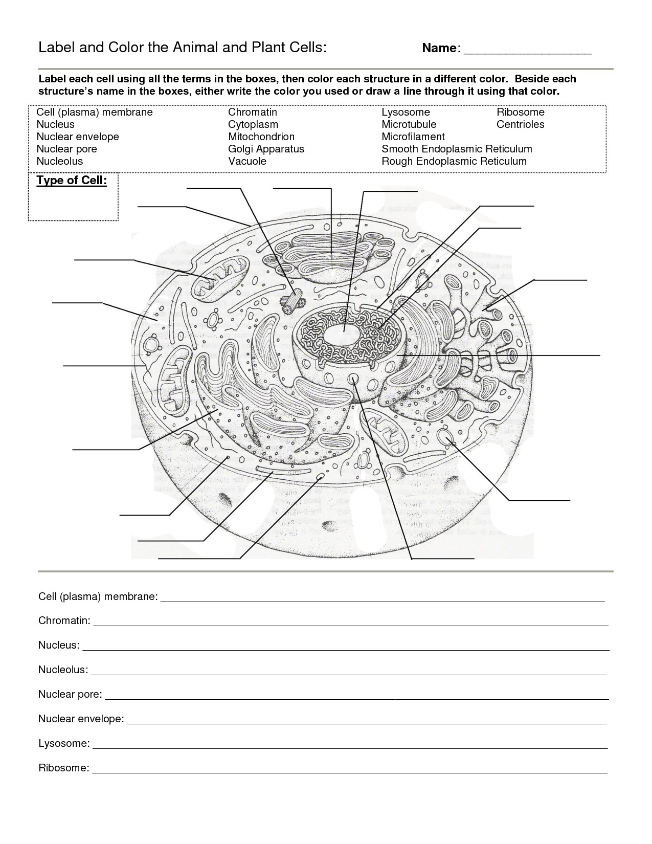 Plant Cell Coloring Sheet Answer Key
 worksheet Plant Cell Diagram Worksheet Grass Fedjp