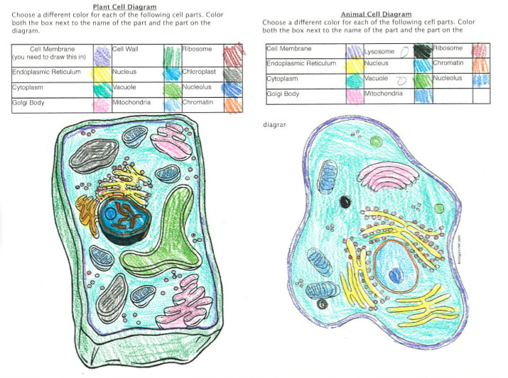 Plant Cell Coloring Sheet Answer Key
 Animal Cell Coloring Worksheet