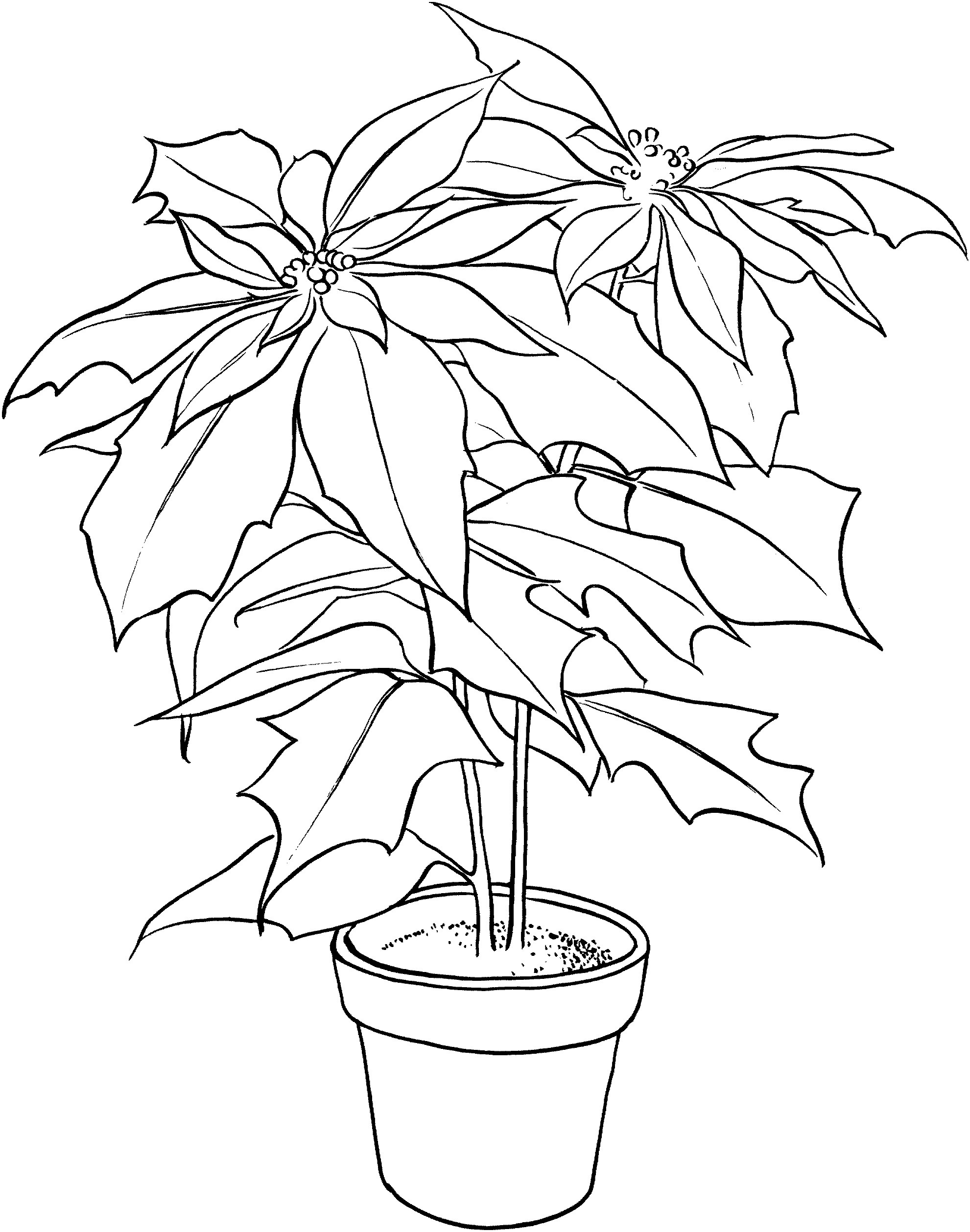 Poinsettias Coloring Pages
 Free Printable Poinsettia Coloring Pages For Kids