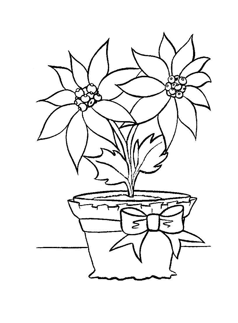 Poinsettias Coloring Pages
 Free Printable Poinsettia Coloring Pages For Kids