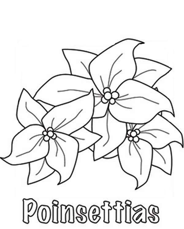 Poinsettias Coloring Pages
 How to Sketch Poinsettia Flower Coloring Page Download