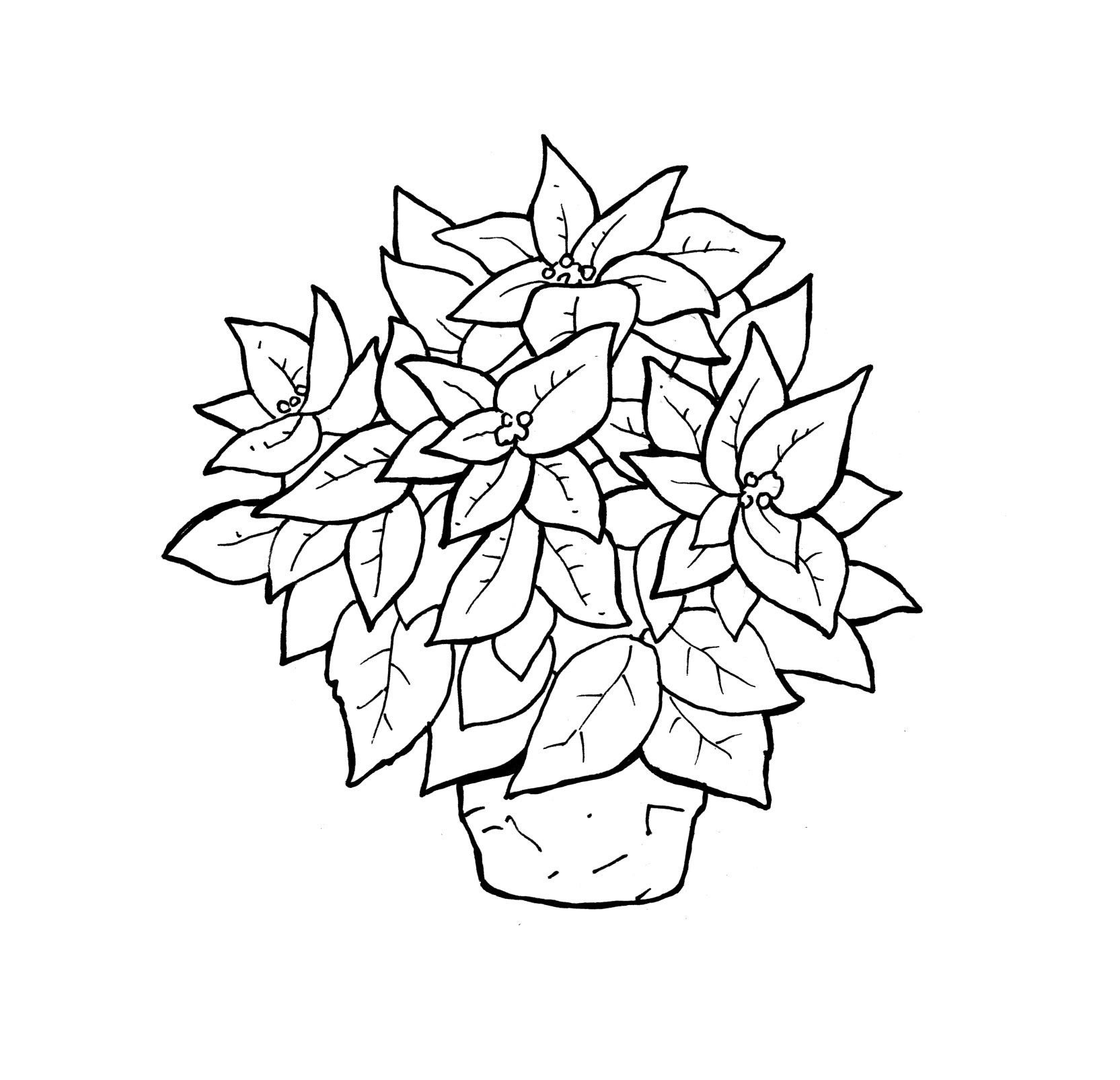 Poinsettias Coloring Pages
 Free Printable Poinsettia Coloring Pages For Kids