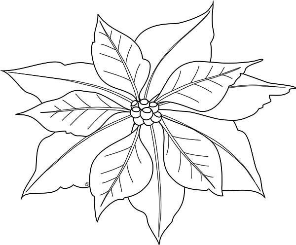 Poinsettias Coloring Pages
 Poinsettia Coloring Pages – Happy Holidays