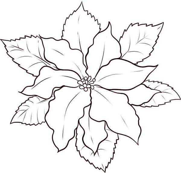 Poinsettias Coloring Pages
 Poinsettia Outline Coloring Home