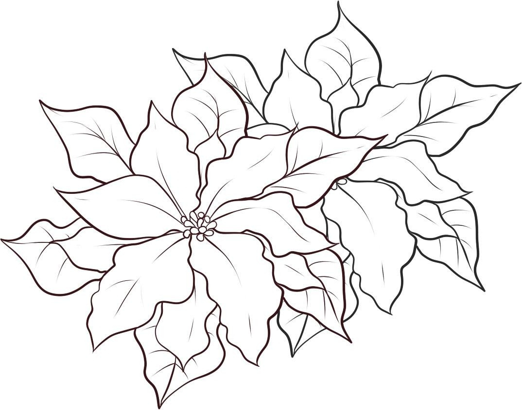 Poinsettias Coloring Pages
 Free Printable Poinsettia Coloring Pages For Kids