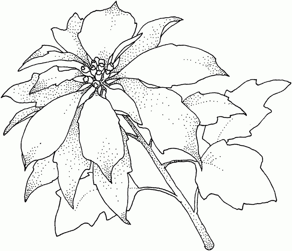 Poinsettias Coloring Pages
 Free Printable Poinsettia Coloring Pages For Kids