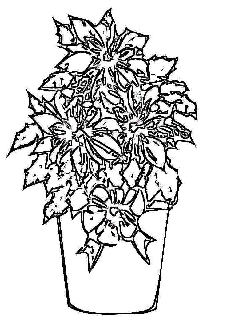 Poinsettias Coloring Pages
 Free Printable Poinsettia Coloring Pages For Kids