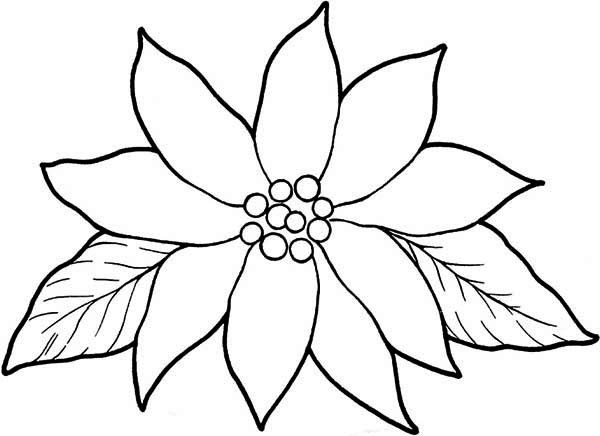 Poinsettias Coloring Pages
 Gorgeous Poinsettia Flower Coloring Page Download