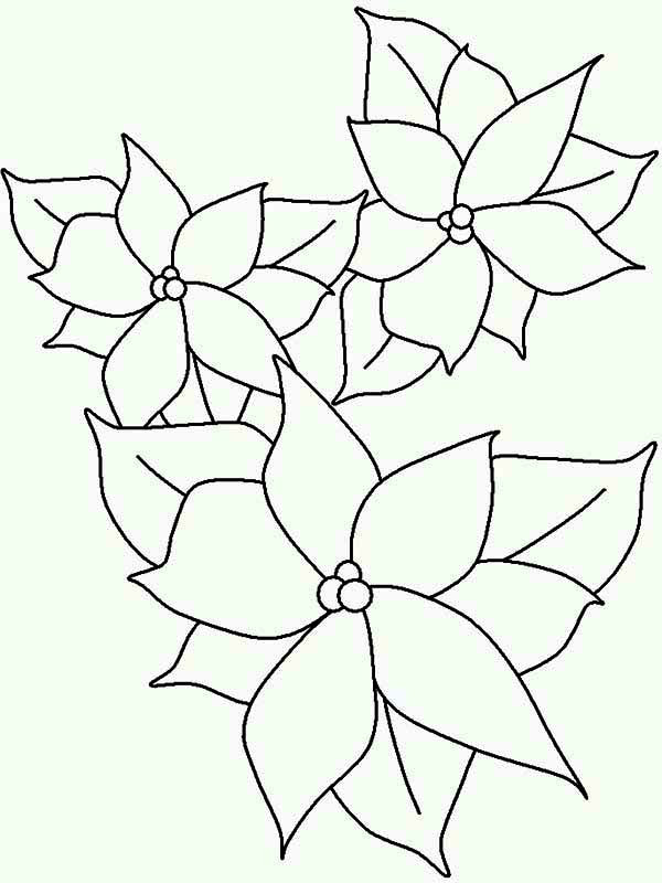 Poinsettias Coloring Pages
 Poinsettia Outline Coloring Page