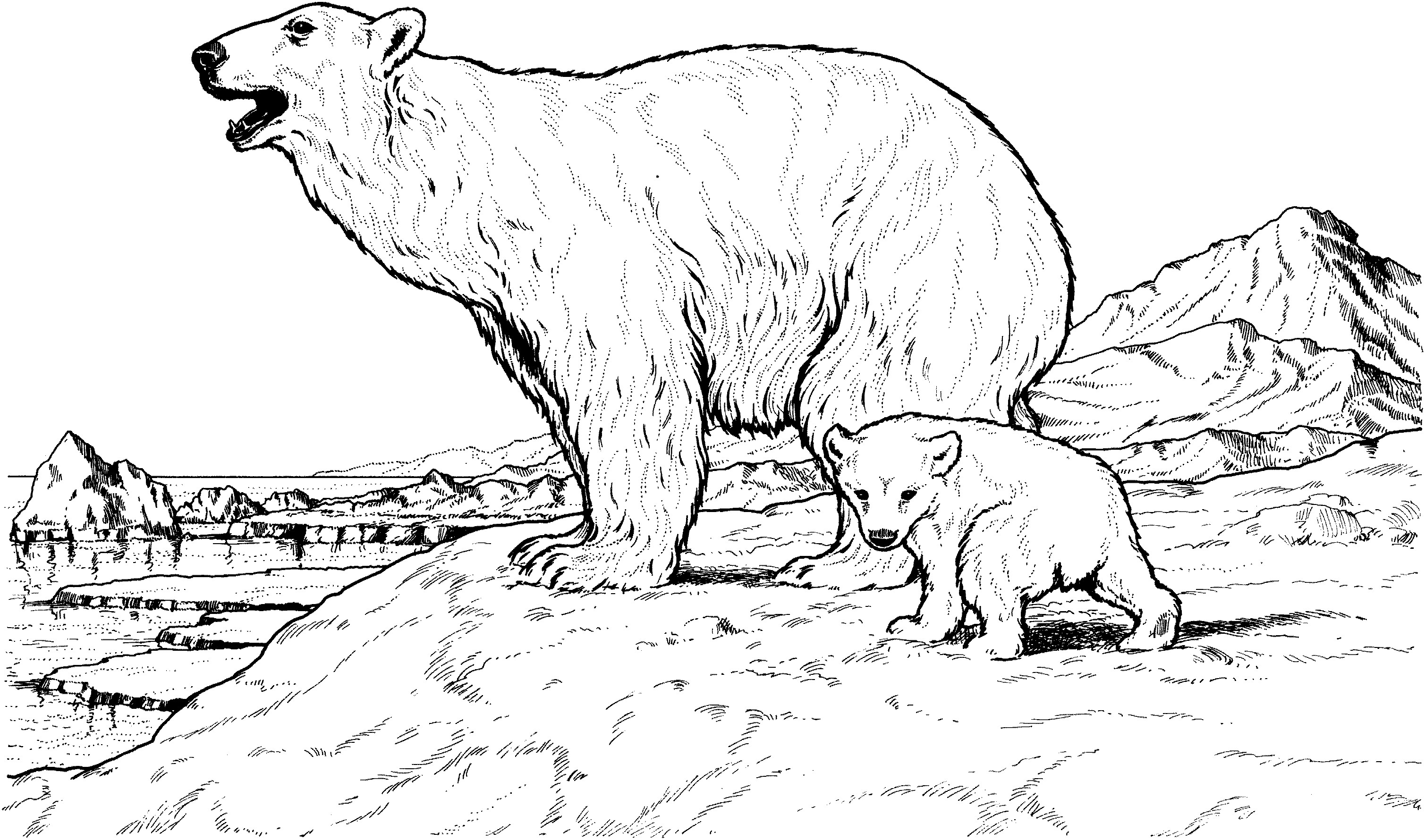 Polar Bear Coloring Sheet
 Free Printable Polar Bear Coloring Pages For Kids