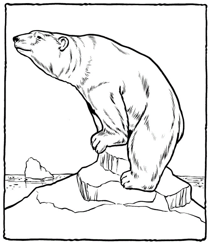 Polar Bear Coloring Sheet
 Free Printable Polar Bear Coloring Pages For Kids