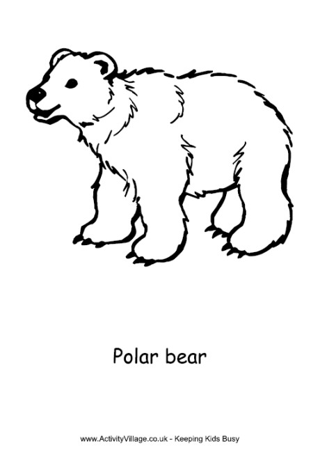 Polar Bear Coloring Sheet
 Polar Bear Colouring Page