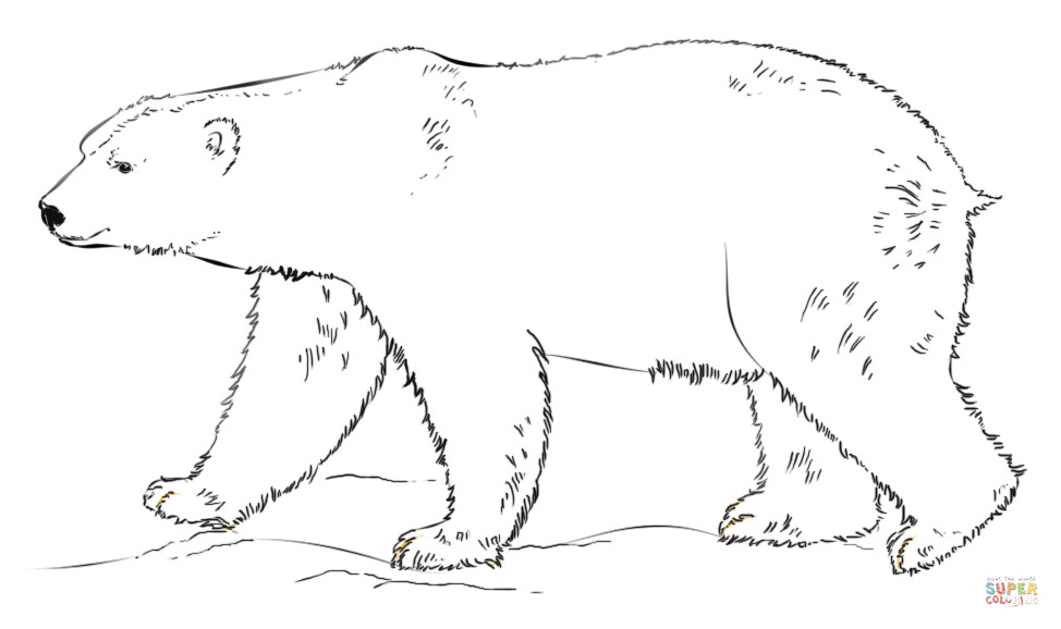 Polar Bear Coloring Sheet
 Polar Bear walking coloring page