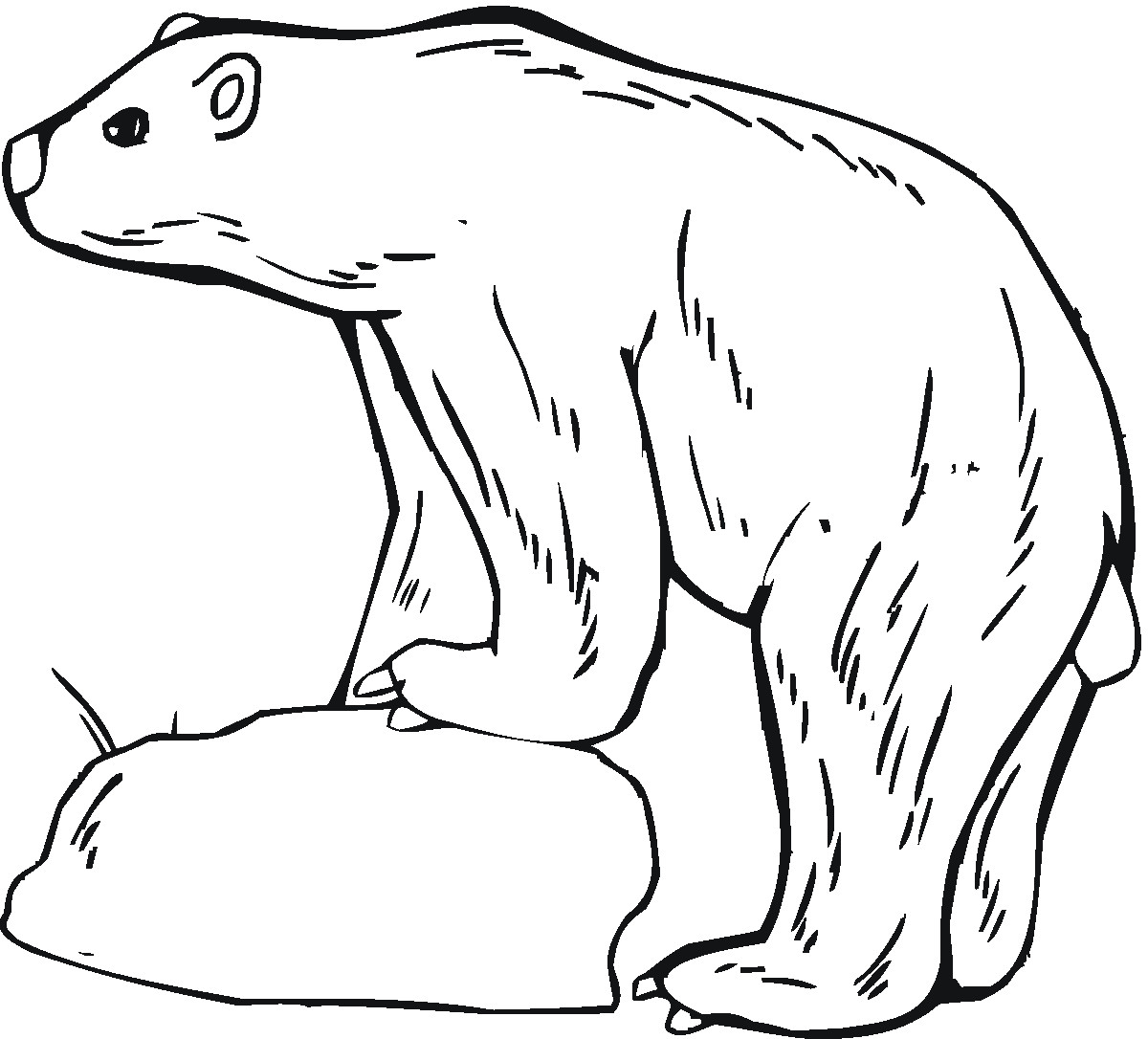 Polar Bear Coloring Sheet
 Free Printable Polar Bear Coloring Pages For Kids