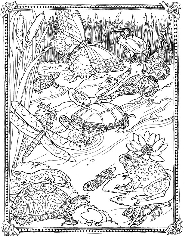 Ponds Coloring Pages
 Lilypad Pond