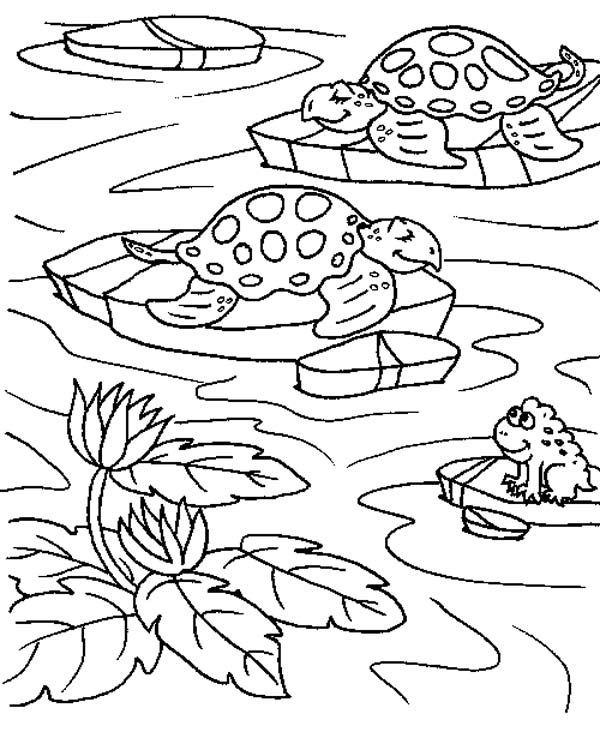 Ponds Coloring Pages
 Pond Animals Coloring Sheets