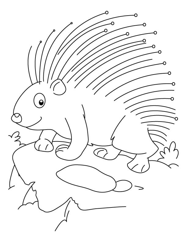 Porcupine Coloring Pages
 Threatened porcupine coloring pages