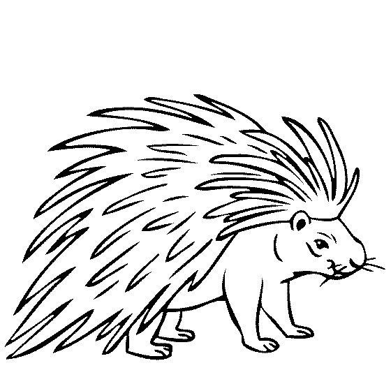 Porcupine Coloring Pages
 Animals Foreign Language 101 with Pitawanakwa at
