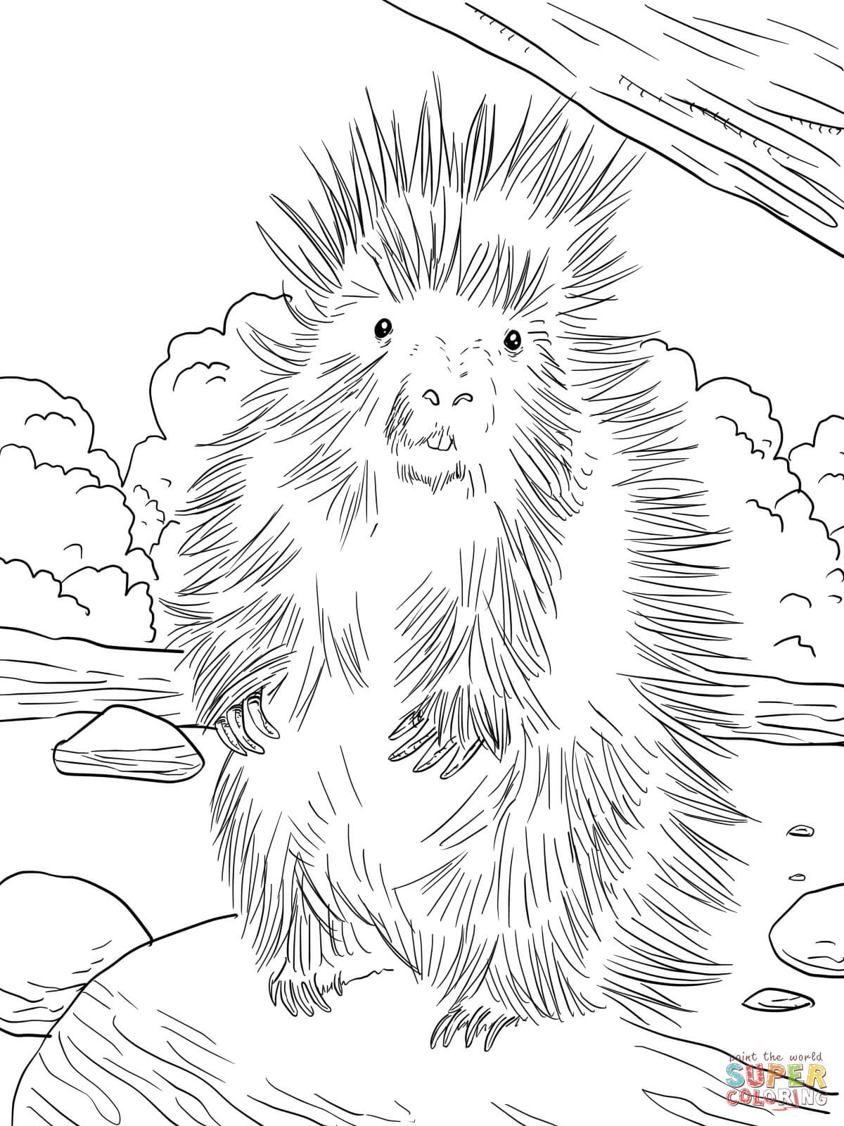 Porcupine Coloring Pages
 Porcupine Free Colouring Pages