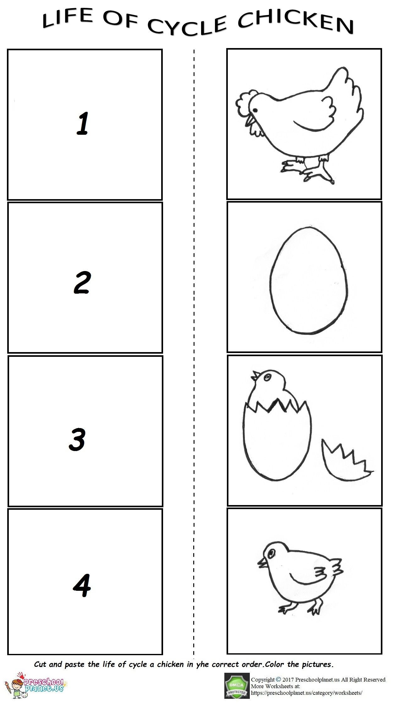 Preschool Coloring Sheets Of A Chicken Free Printable
 Life of cycle worksheet for preschool