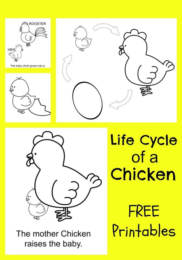 Preschool Coloring Sheets Of A Chicken Free Printable
 Chicken Life Cycle FREE Printable Coloring Pages