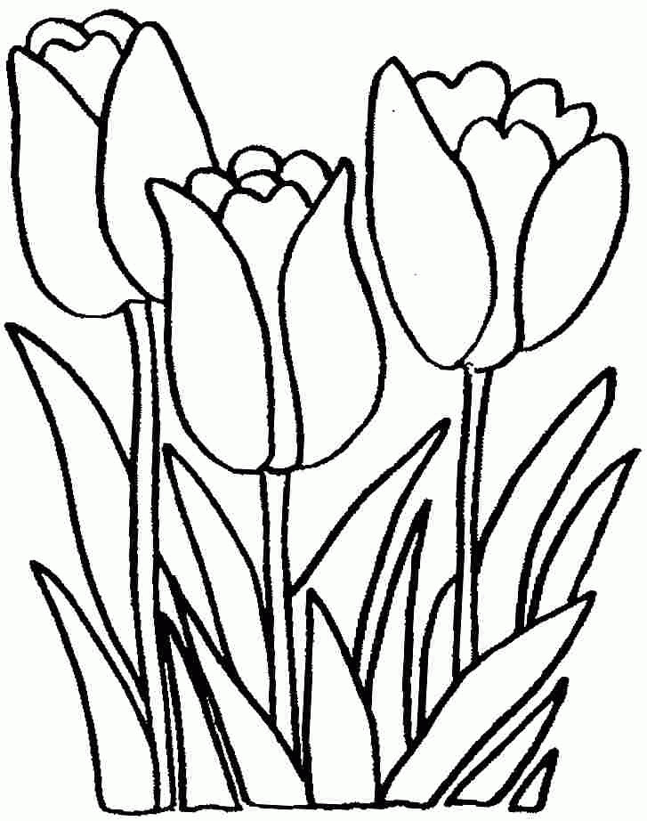 Preschool Coloring Sheets Roses
 Tulip Flowers Coloring Sheets Free For Preschool