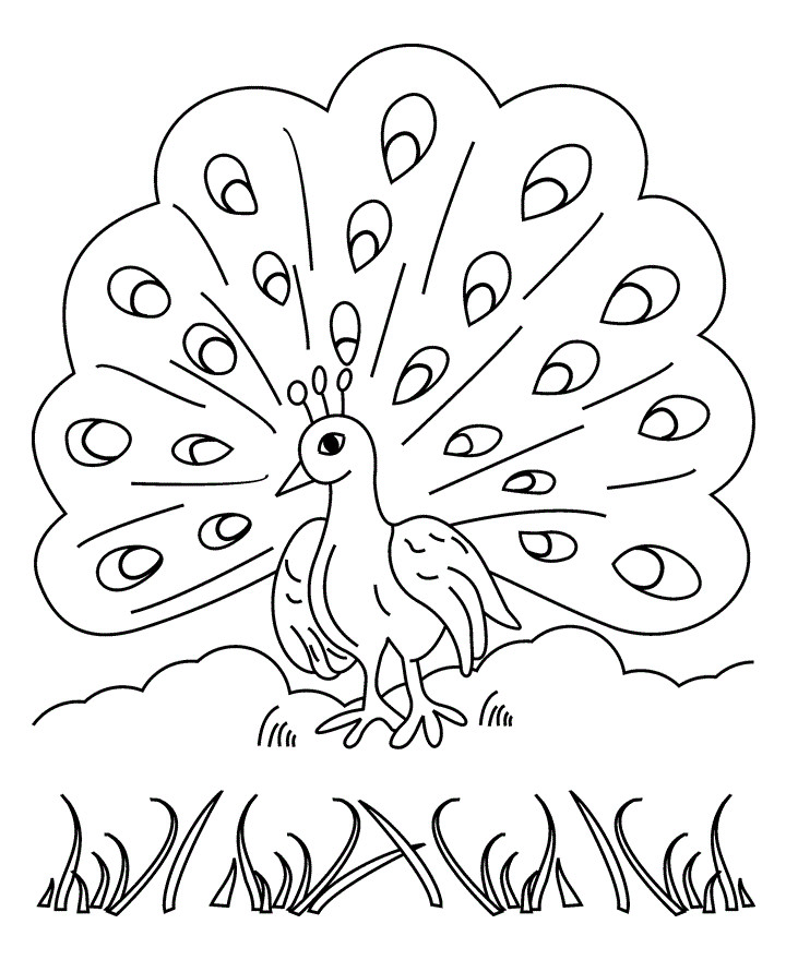 Printable Coloring Pages Of Peacocks
 Free Printable Peacock Coloring Pages For Kids