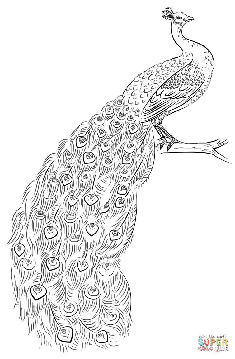Printable Coloring Pages Of Peacocks
 Peacock coloring page