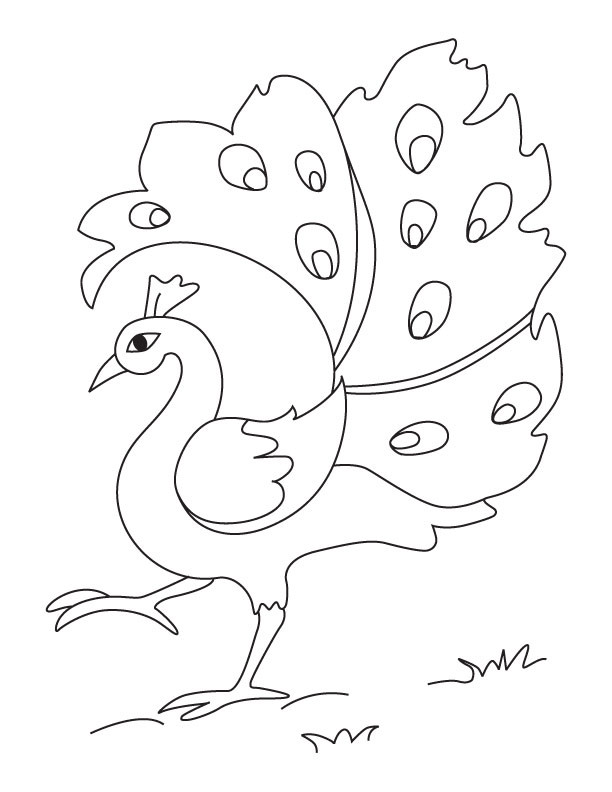 Printable Coloring Pages Of Peacocks
 Free Printable Peacock Coloring Pages For Kids