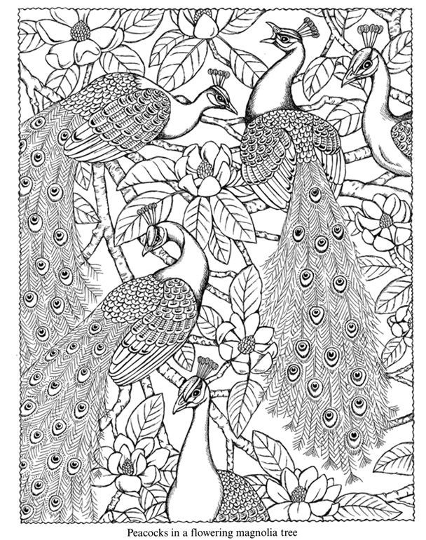 Printable Coloring Pages Of Peacocks
 Peacock Coloring Pages Bestofcoloring