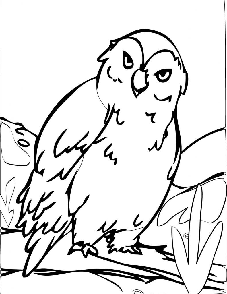 Printable Coloring Sheets Free
 Free Printable Owl Coloring Pages For Kids