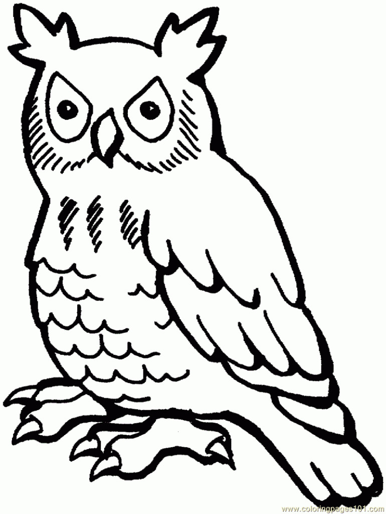 Printable Owl Coloring Pages
 Free Printable Owl Coloring Pages For Kids