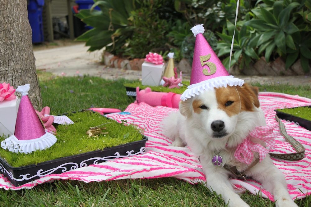 Best ideas about Puppy Birthday Party
. Save or Pin Briar Lola Grover s Doggie Birthday Party The Now.