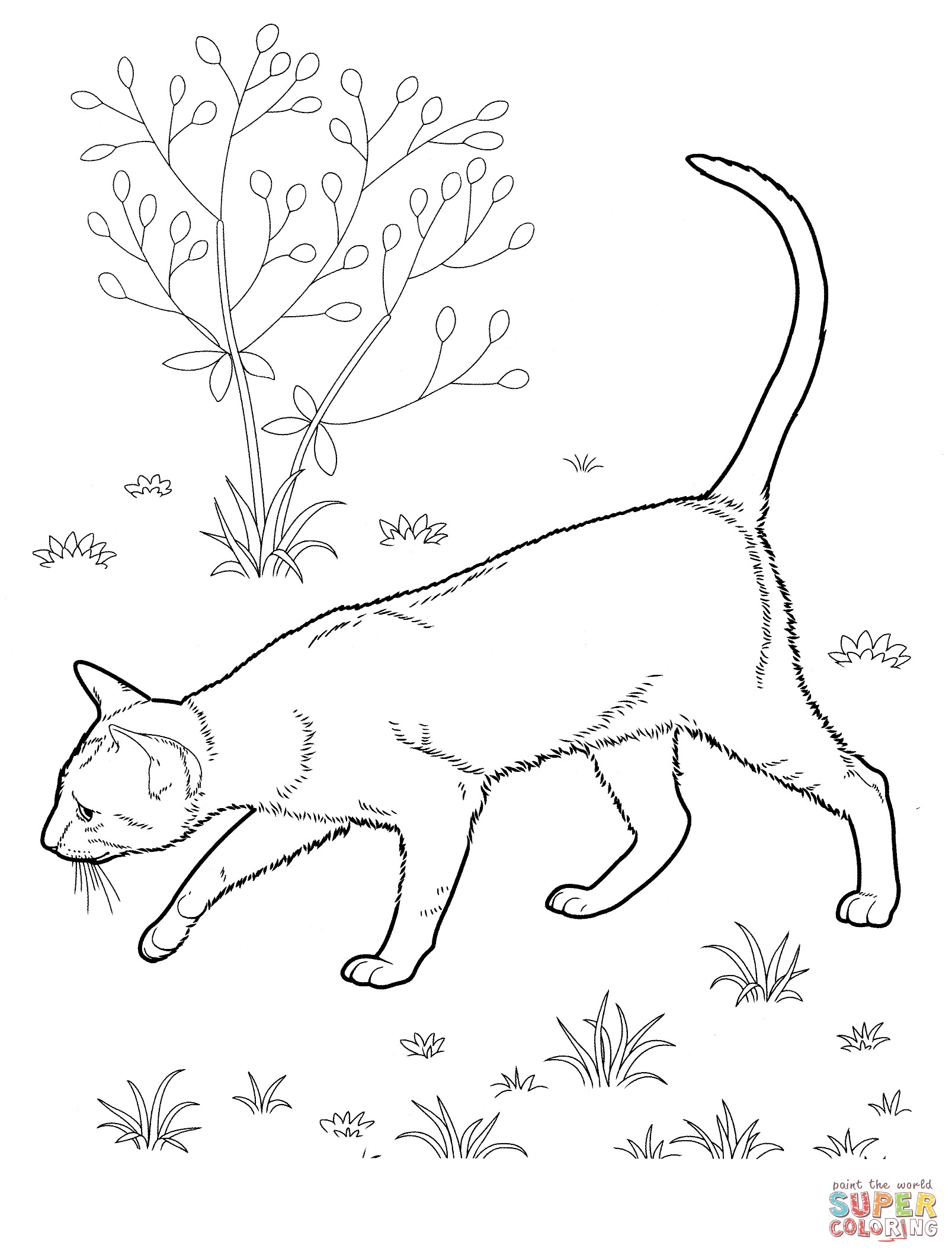 Real Kitten Coloring Sheets For Girls
 Kolorowanka Kot krótkowłosy europejski