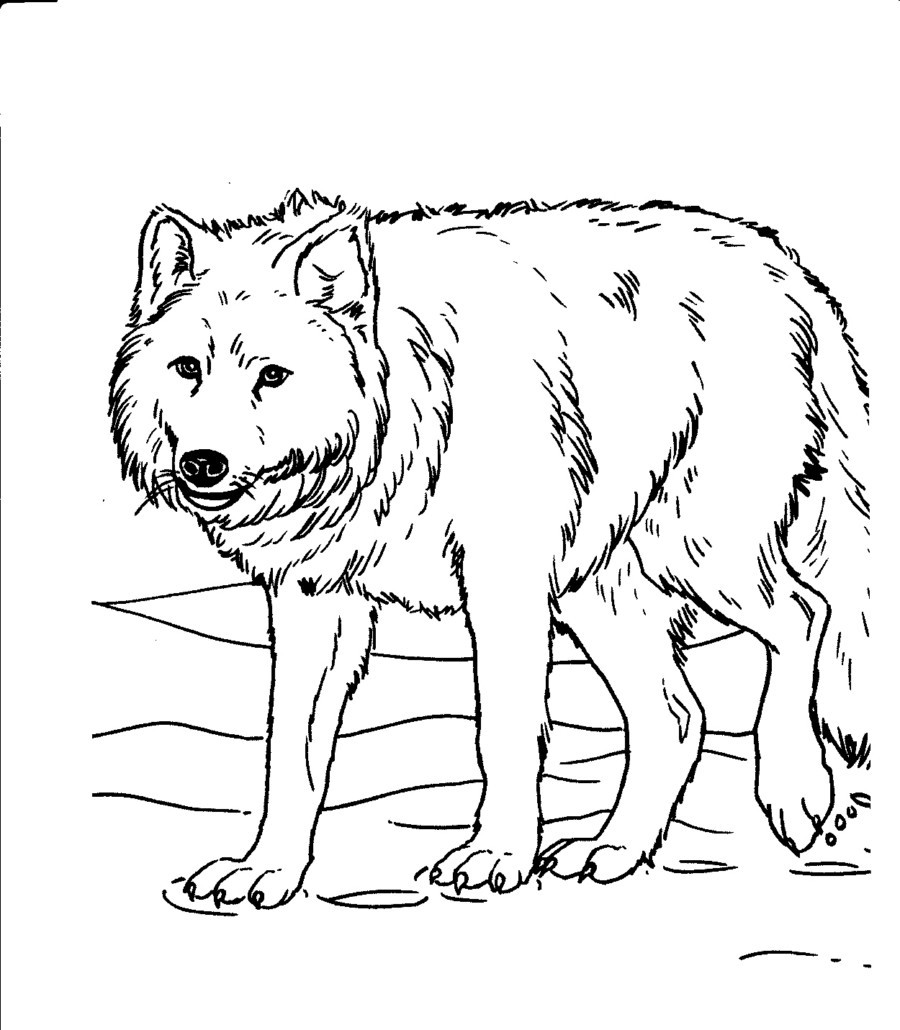Realistic Animal Coloring Pages
 Animal Coloring Pages for Adults Bestofcoloring