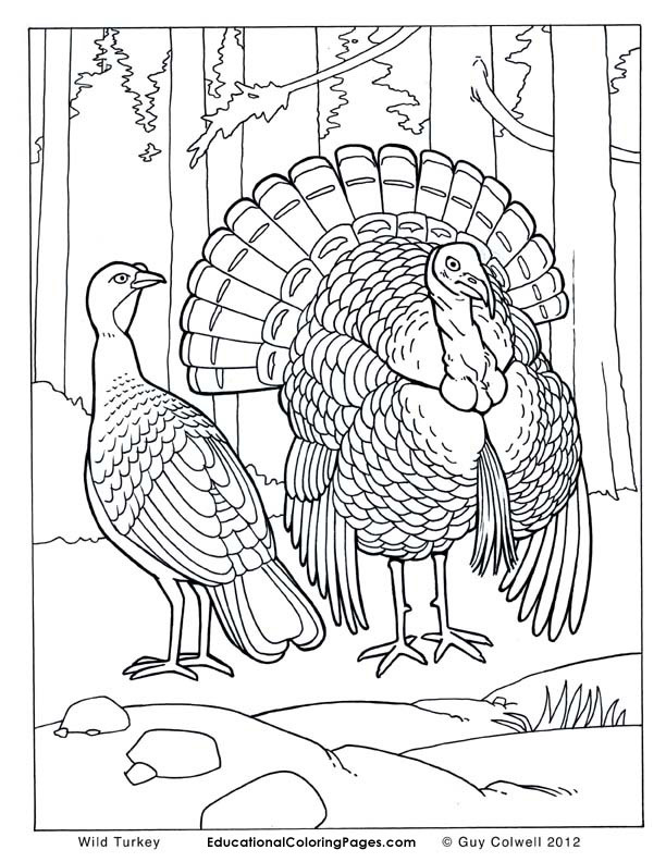 Realistic Animal Coloring Pages
 Free Coloring Pages Realistic People 6541