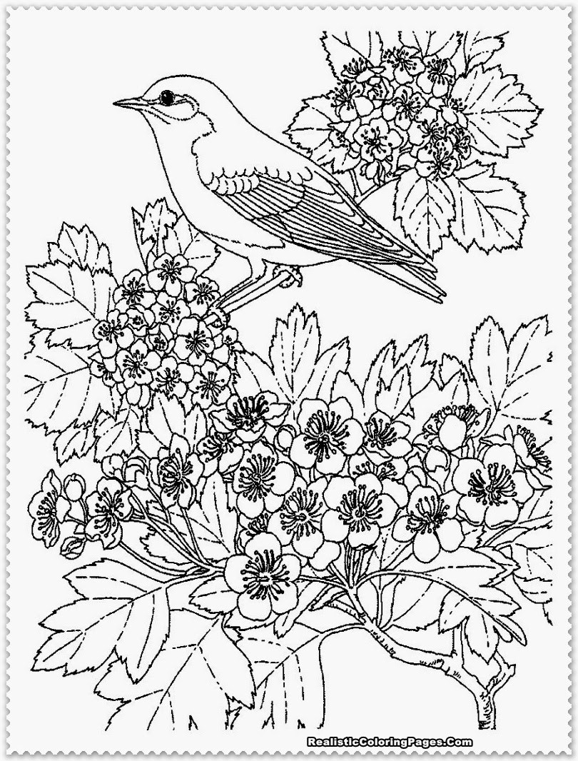 Realistic Coloring Book
 Bird Coloring Pages Realistic