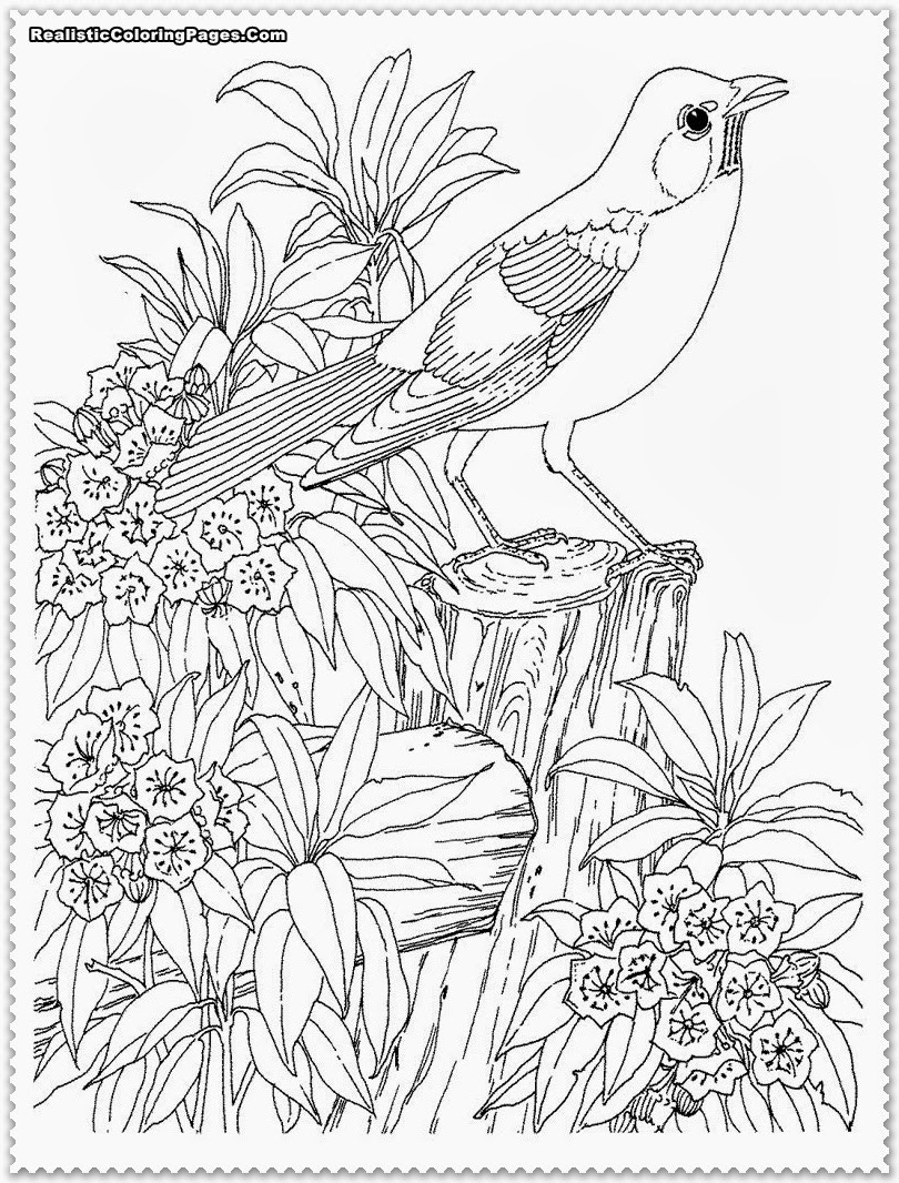 Realistic Coloring Book
 Bird Coloring Pages Realistic