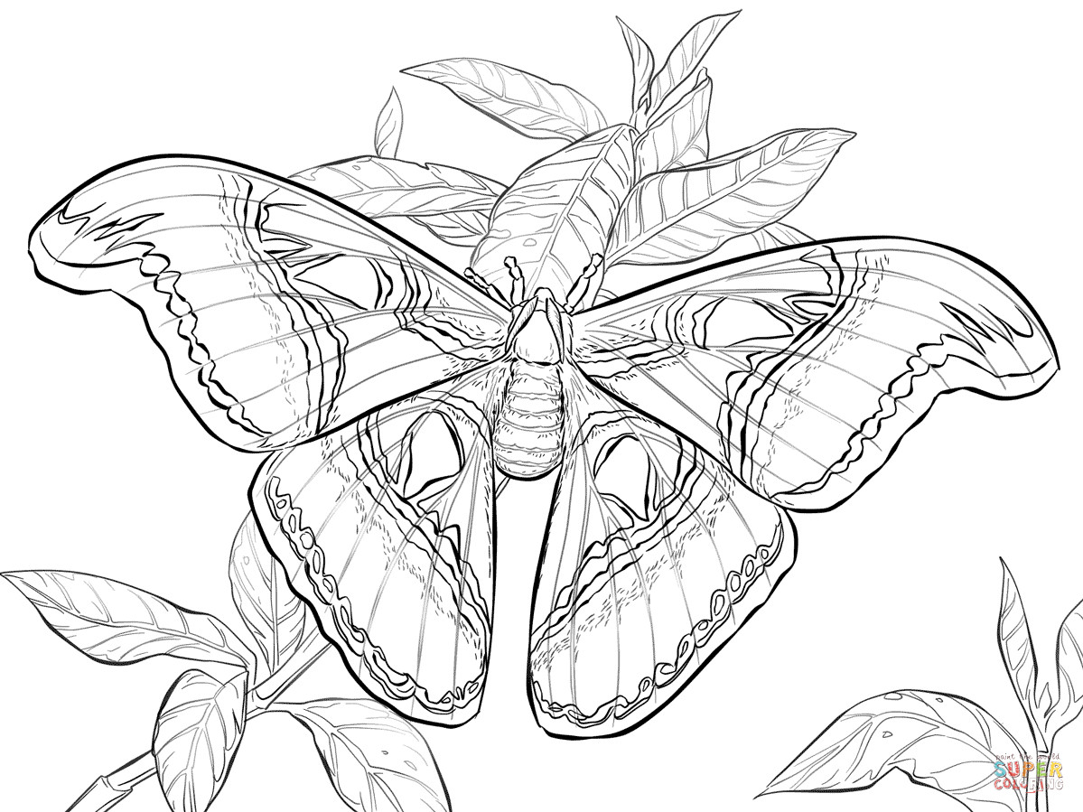 Realistic Coloring Book
 Realistic Pages Coloring Pages