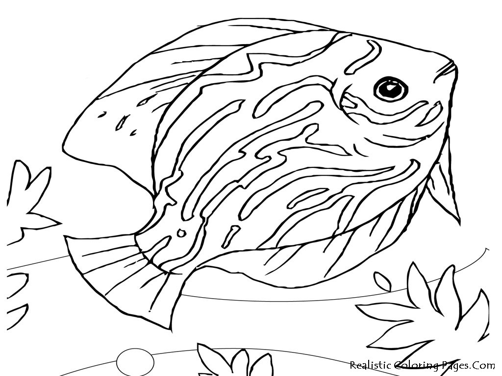 Realistic Coloring Book
 realistic animals coloring pages