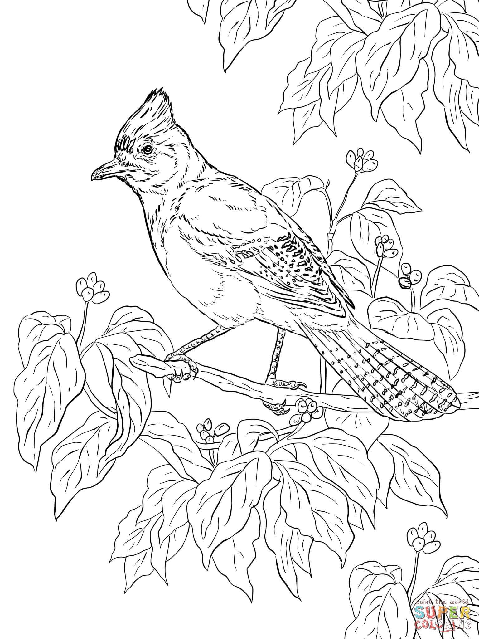 Realistic Coloring Book
 Realistic Steller s Jay coloring page