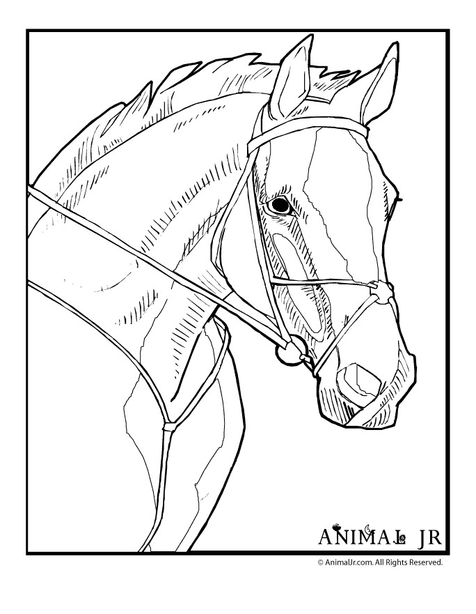 Realistic Horse Head Coloring Pages
 Realistic Horse Coloring Pages Coloring Home